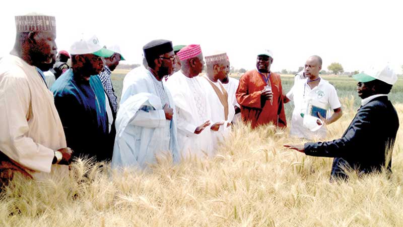 Audu Ogbe, Nigeria's minister of agriculture and Rural Development (third left); Abdullahi Ganduje, Gov. of Kano State and Abubakar Bagudu, Gov. of Kebbu State (fifth left) being taken through the wheat farm at Alkamawa, Kano State during the Farmers’ Wheat field day.
