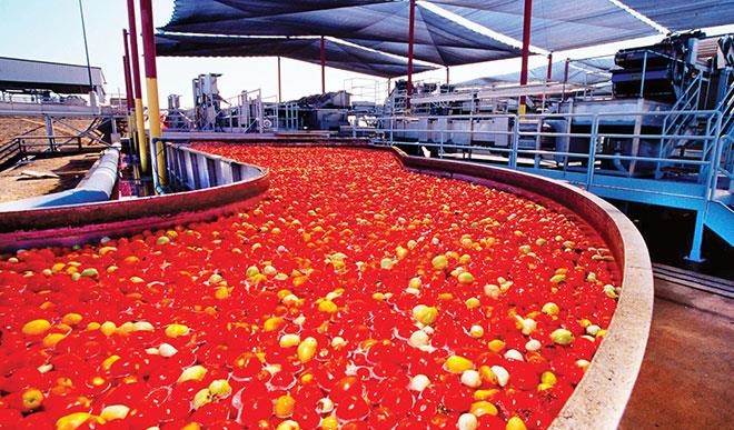 Tomato Processing
