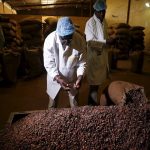 cocoa prtoduction