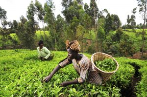 Farmers call for more support from government to ramp up production capacity in the N200bn market value of plantain