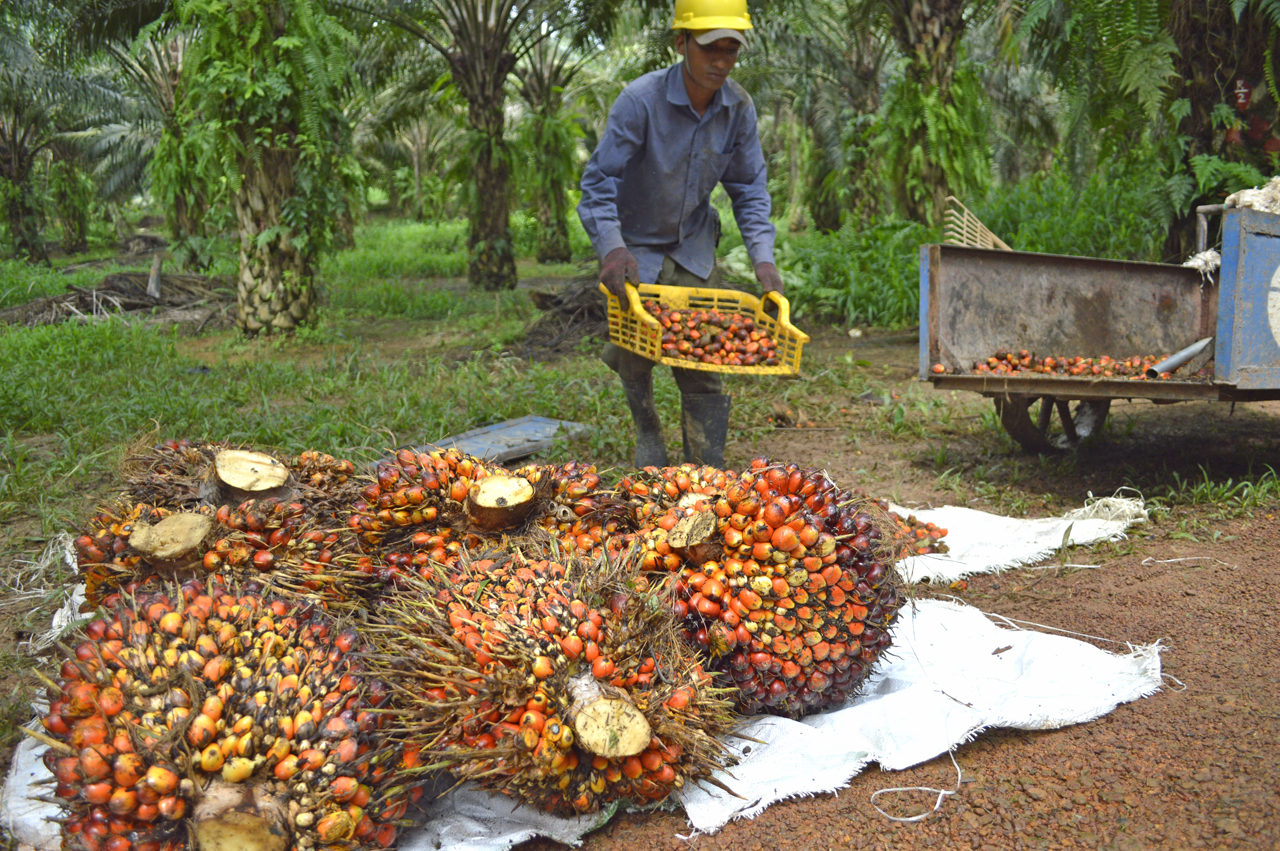 The $30BN palm oil global industry may be affected as ...