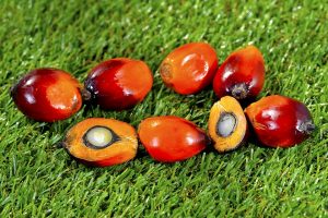 Global industry market leader; palm oil traded lower as rival oils take the lead