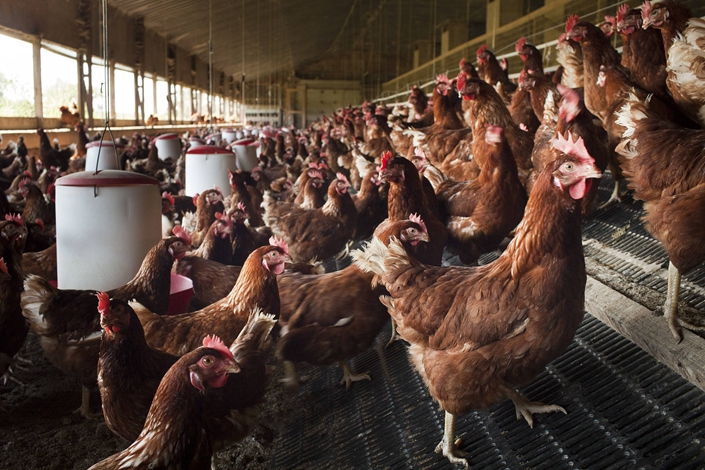 Poultry farmers to lose N3trn to Covid-19 control measures 