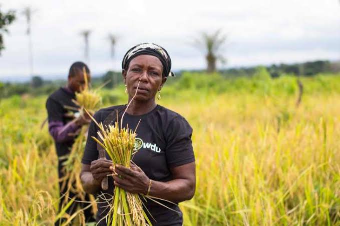 Extend border closure to five years, farmer urges FG