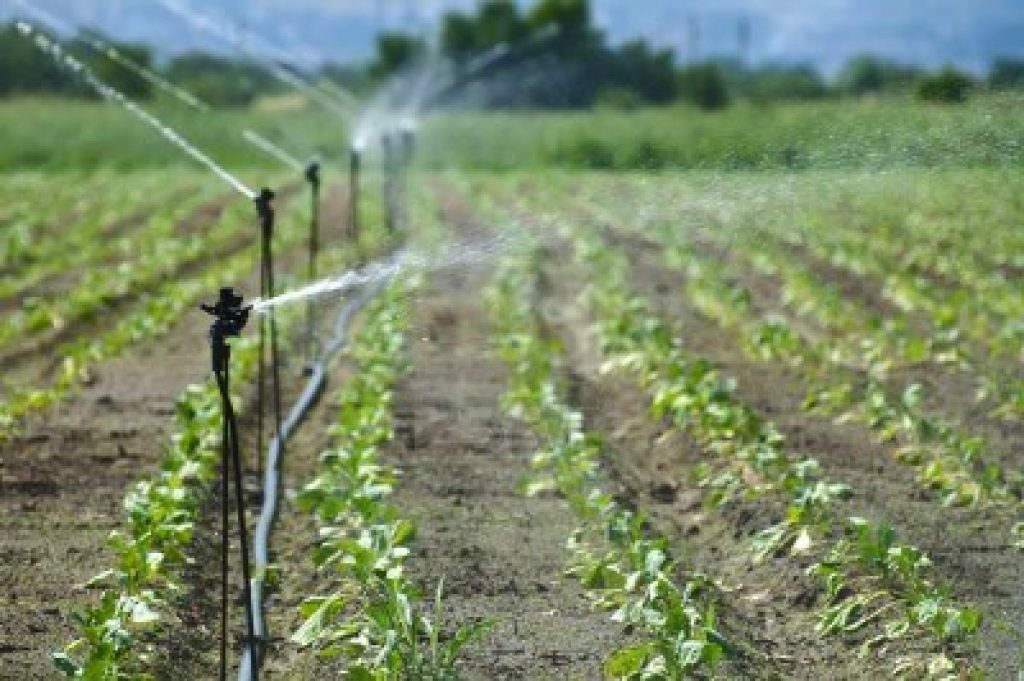 NFGCS plans to flood Nigerian markets with fishes, constructs dam, irrigation farming