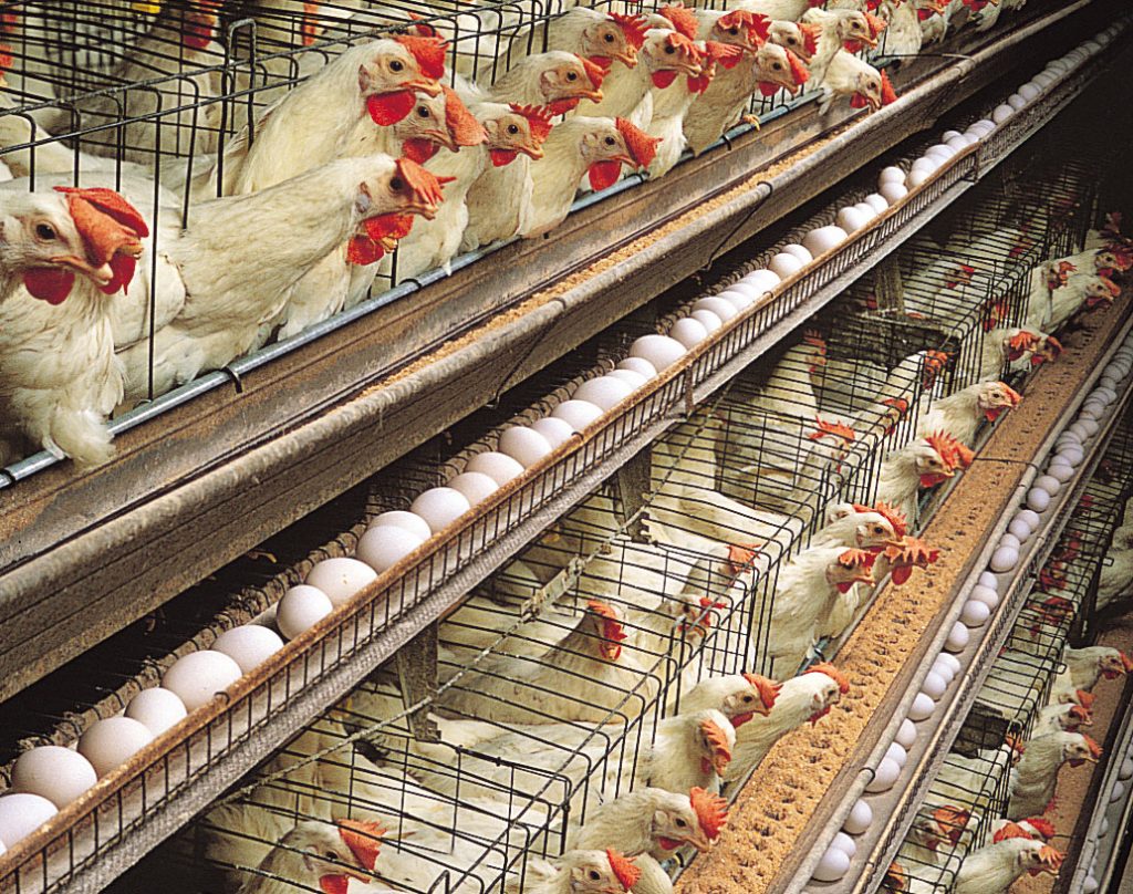 Expert urges poultry farmers to adopt modern technology to boost production