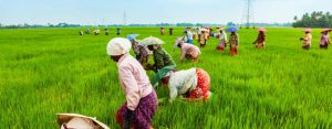 Nigerian university agriculture institute researchingflood resistant maize