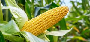 Nigeria market expects maize price drop to N120,000 per tonne