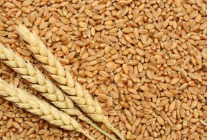 Analysts weigh up wheat price expectations, following Russian export curbs