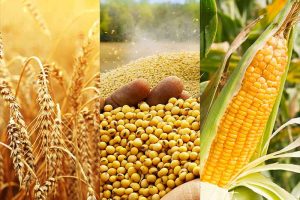 Nigeria’s agro-commodities projected for global export market dominance