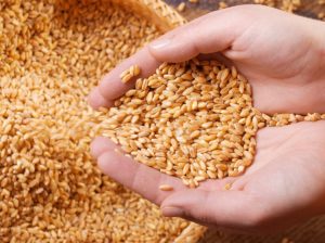 Grain prices rise amid hostile weather, supply worries