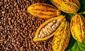Nigeria’s cocoa earnings put at N135bn in 2020 by Cocoa Research Institute