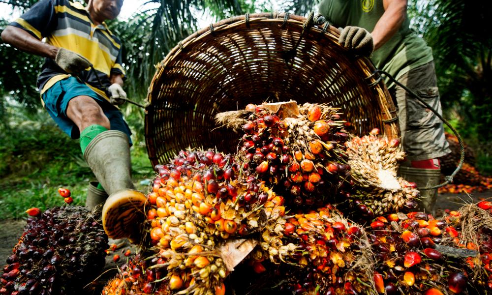 Global palm oil prices hit nine-year high
