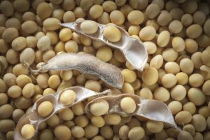 Soybean dealers head to Brazil as U.S encounter tightening stocks