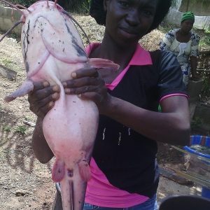 Weather, market demand reasons for popularity of catfish, Tilapia fish farming – Oluwafunmbi