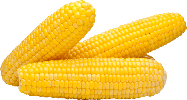 p main corn