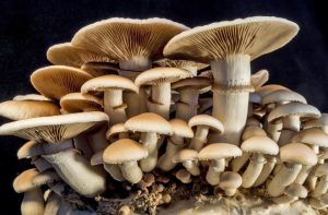 Nigeria sitting on $4.5bn untapped annual mushroom export