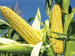 Corn tumbles as USDA report beats output expectations 