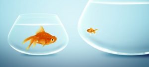 How Entrepreneurs Solve the Big Fish vs. Big Pond Dilemma
