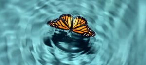 How the “Butterfly Effect” Can Harm Firm Performance