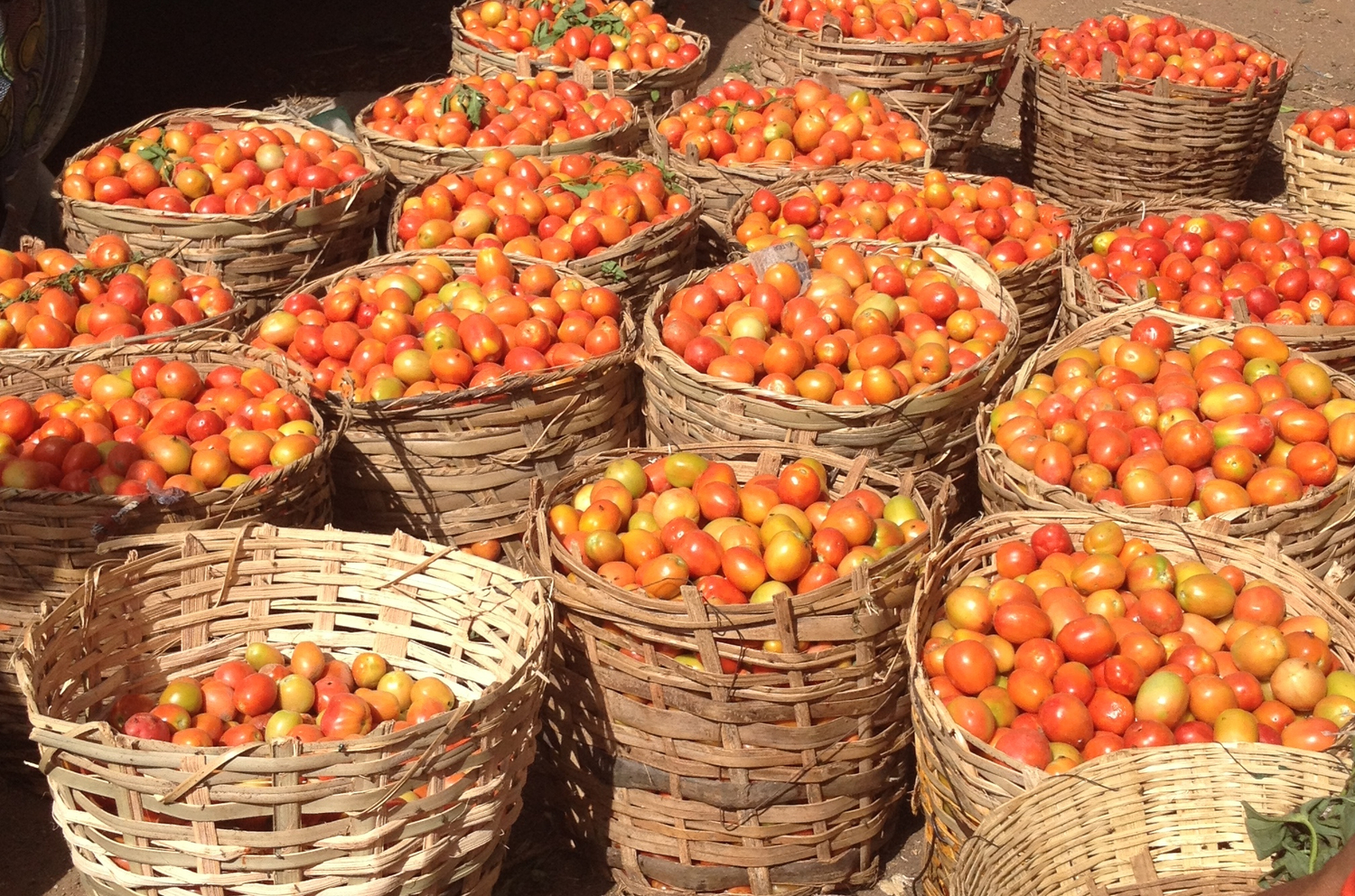 USAID’s Trade Hub bets N494m on Tomato Jos to lift 4,000 Kaduna farmers production