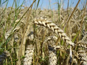 Wheat prices maintain bullish stride over tightened supply