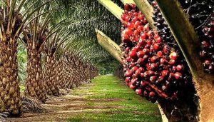 Nigeria oil palm gets boost as Releaf, IITA join forces for better production across Africa