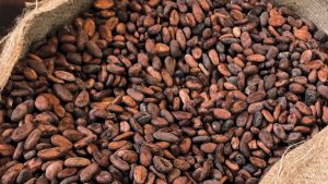 EU threat hangs over Nigerian cocoa in 2022 on quality concerns