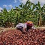 Nigerian cocoa farmers decry shortage of storage facilities