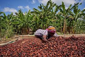 Nigerian cocoa farmers decry shortage of storage facilities