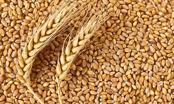 Olam in N300m 10-year project to boost wheat production in Nigeria