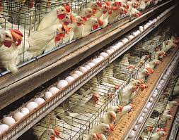 Nigeria plans women, youth empowerment through poultry agriculture in 2022
