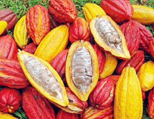 CP-FAN Imo in ambitious 10m cocoa trees target to make state leading producer in Nigeria 