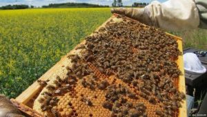 Bee farming: $10bn earning potentials in need of link to global market play