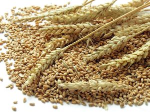 FMAN looks to drive Nigeria’s wheat output with 150,000 farmers