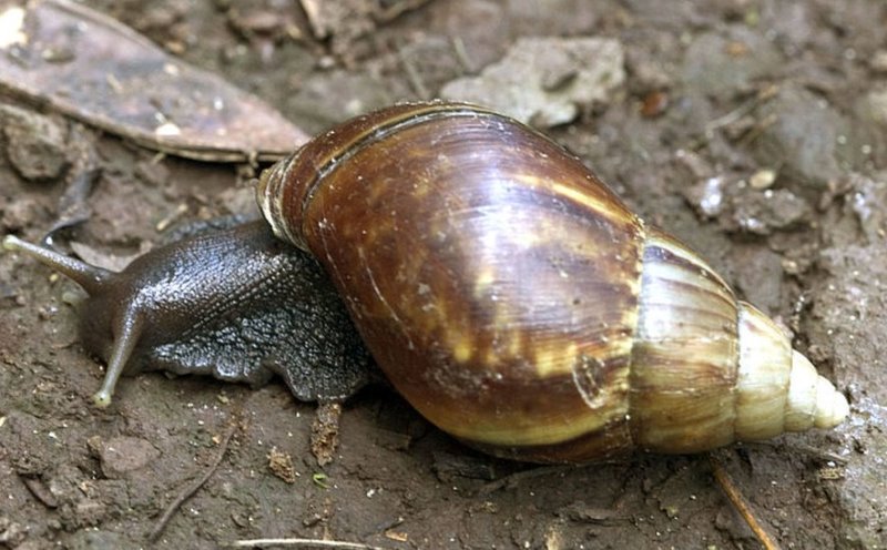 Snail! Snail! Snail!: Rising domestic, global demand makes heliculture explorable