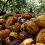 Global cocoa market weighs up implications of Russia-Ukraine conflict