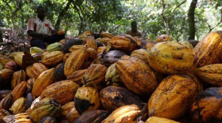 Global cocoa market weighs up implications of Russia-Ukraine conflict
