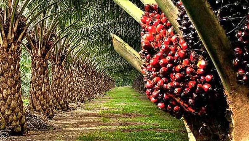 Nigeria’s $500m palm oil deficit worries OPGAN, stakeholders