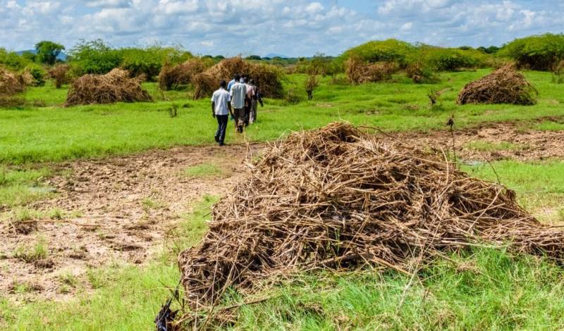 Harnessing Nigeria's agricultural wastes for economic development