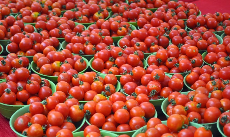 Nigeria tomato price up on pest, dam maintenance, says NATPAN