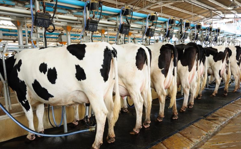 Dairy producers canvass tax exemption for better local products