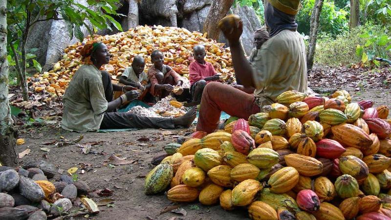 Nigerian cocoa producers make a play to get involved