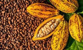 Imo cocoa farmers seek govt support to boost production