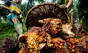 Nigeria struggling to attain palm oil sufficiency as importation lingers