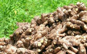 Poor export quality dents Nigeria's potential in global ginger market