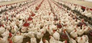 Imo modern poultry revival will aid export, create jobs, says Amaeshi