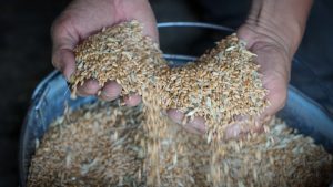 Grain prices plunge amid supply crunch