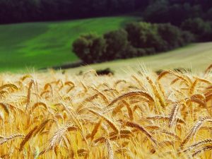 Wheat edges higher on Black sea supply worries