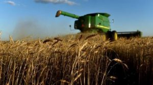 Wheat futures firm on weather concerns 